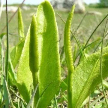 野菜（一支箭）虽美味，食用需谨慎！