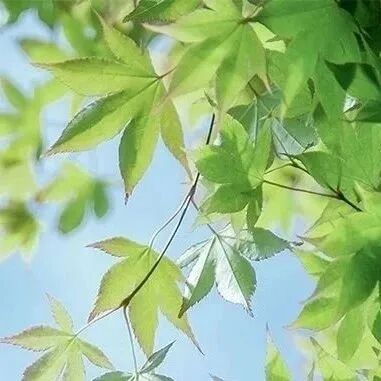 明日中伏！一年中最热的10天，养生记住3个“三”