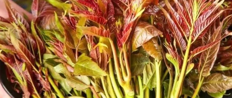 推荐这道健脾养肝、杀菌抗炎的春季限定养生菜，错过再等一年！
