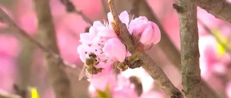 春季过敏性鼻炎高发！市民亲述困扰，医生权威支招