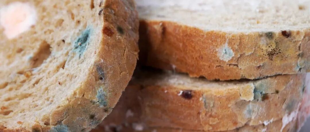 霉菌——你身边的健康刺客