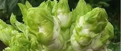 它是天然的“败火菜”，冬天吃一吃，清火气、养肠胃，很多人不知道